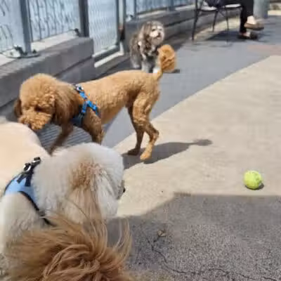 Tribeca Dog Run - New York, NY