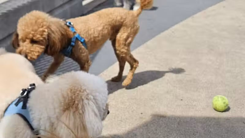 Tribeca Dog Run - New York, NY