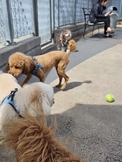 Tribeca Dog Run - New York, NY