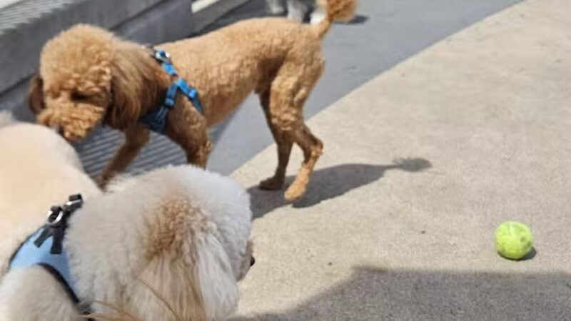 Tribeca Dog Run - New York, NY