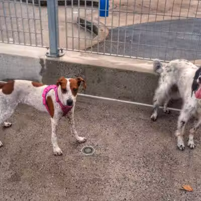 Tribeca Dog Run - New York, NY
