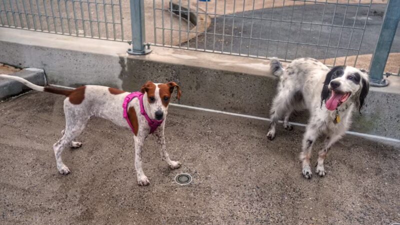 Tribeca Dog Run - New York, NY