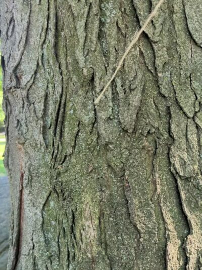 J. Hood Wright Park - New York, NY