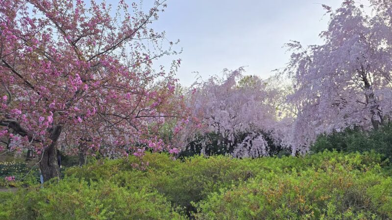 Branch Brook Park - Newark, NJ