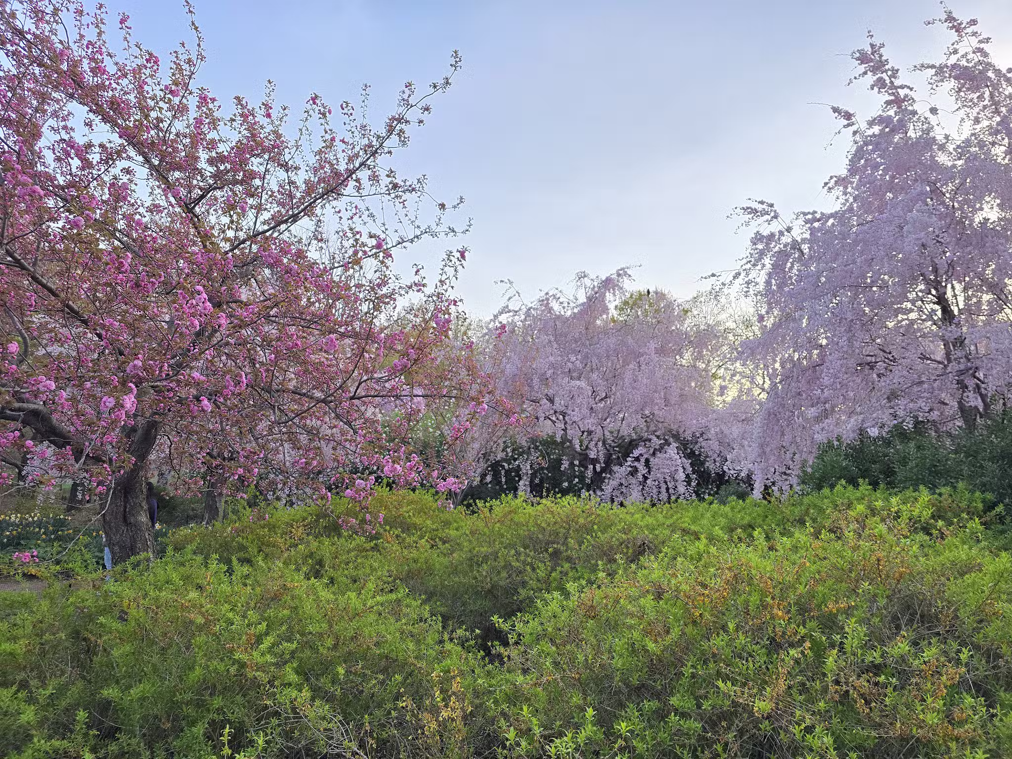 Branch Brook Park - Newark, NJ