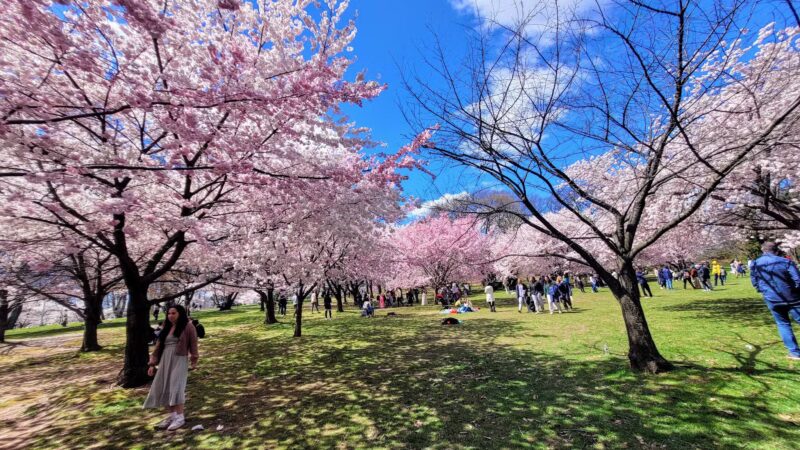 Branch Brook Park - Newark, NJ