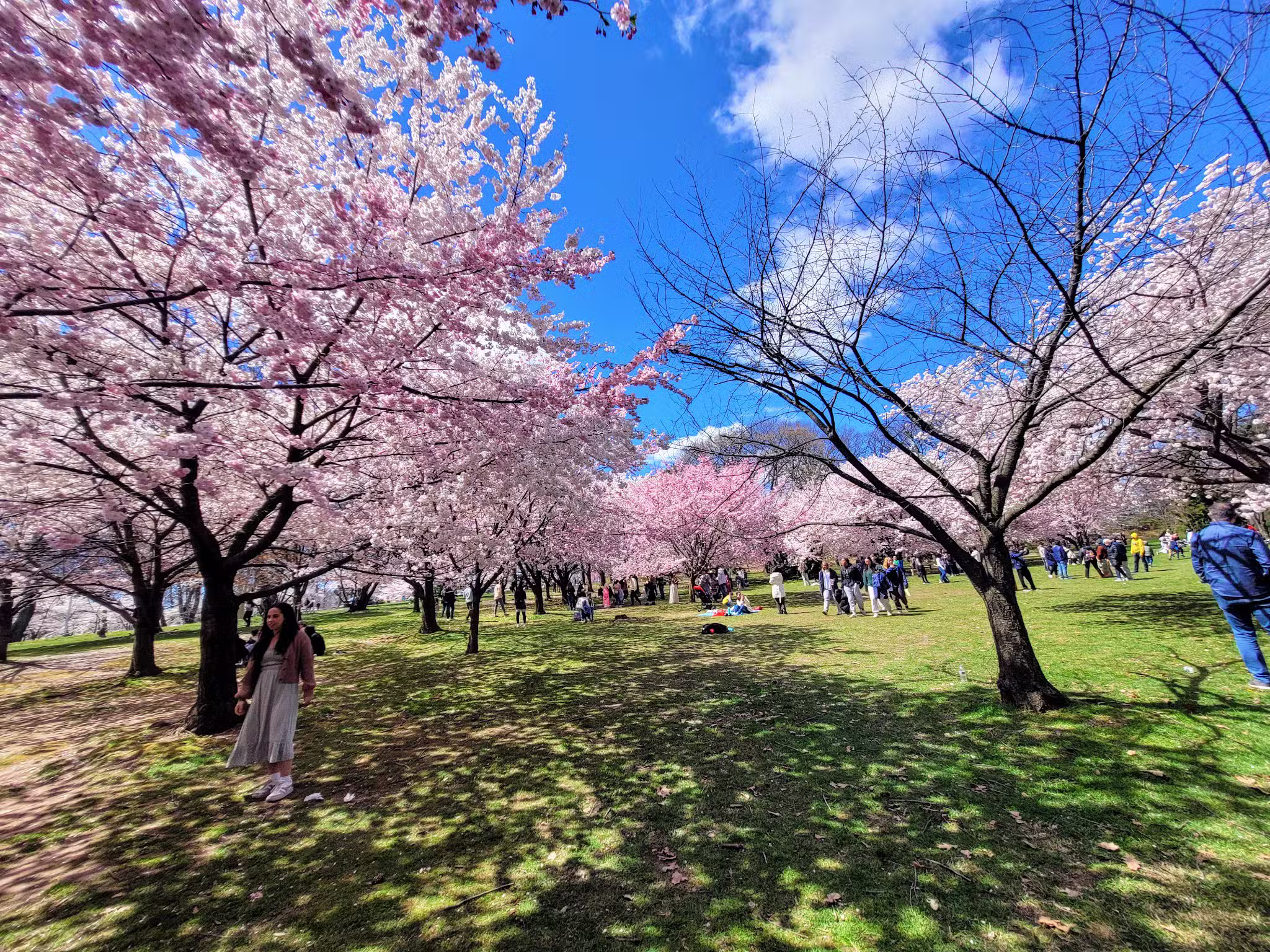 Branch Brook Park - Newark, NJ