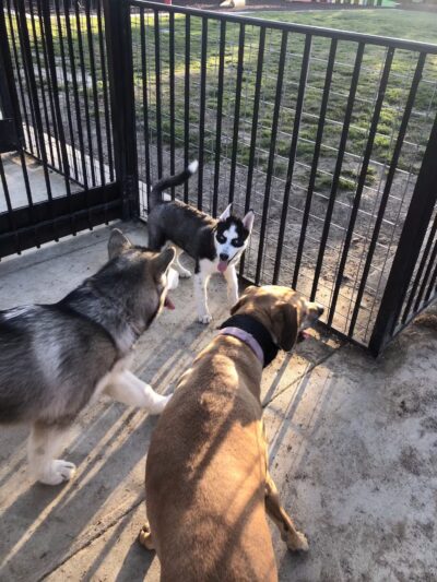 Newman Community Dog Park - Newman, CA