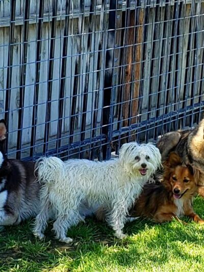 Newman Community Dog Park - Newman, CA