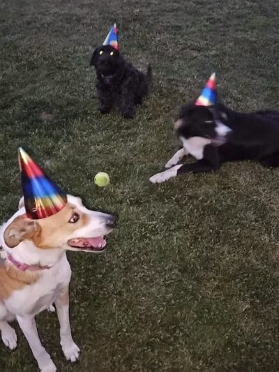 Newman Community Dog Park - Newman, CA