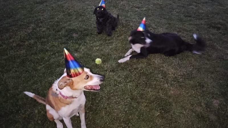 Newman Community Dog Park - Newman, CA