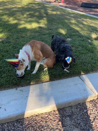 Newman Community Dog Park - Newman, CA