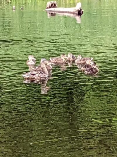 Riverwalk Park - Newport, ME