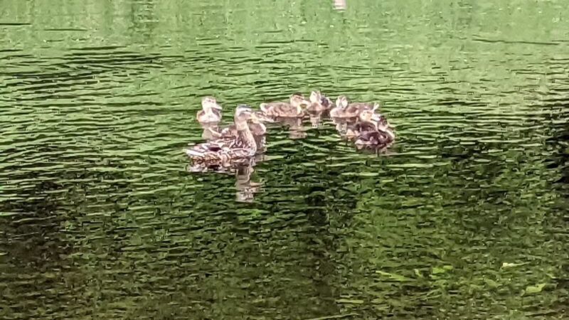 Riverwalk Park - Newport, ME