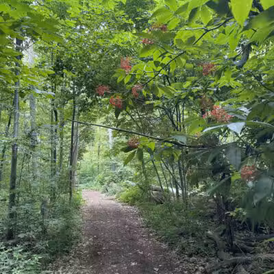 DeVeaux Woods State Park Dog Park - Niagara Falls, NY
