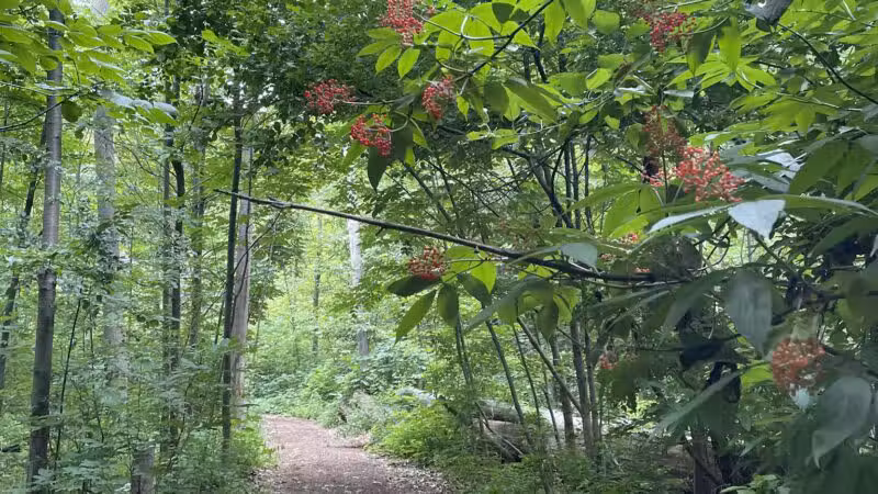 DeVeaux Woods State Park Dog Park - Niagara Falls, NY
