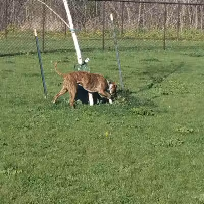 DeVeaux Woods State Park Dog Park - Niagara Falls, NY