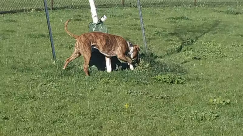 DeVeaux Woods State Park Dog Park - Niagara Falls, NY