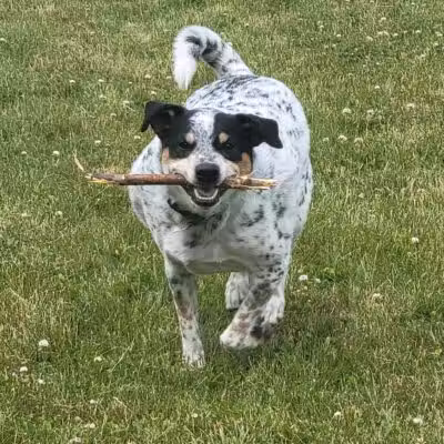 DeVeaux Woods State Park Dog Park - Niagara Falls, NY