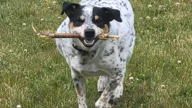 DeVeaux Woods State Park Dog Park - Niagara Falls, NY