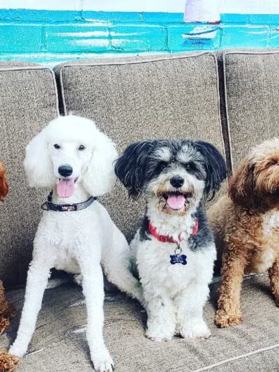 Noelle's Petsitting and Dog Boarding Service - ,