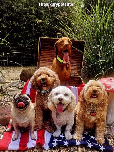 Noelle's Petsitting and Dog Boarding Service - ,