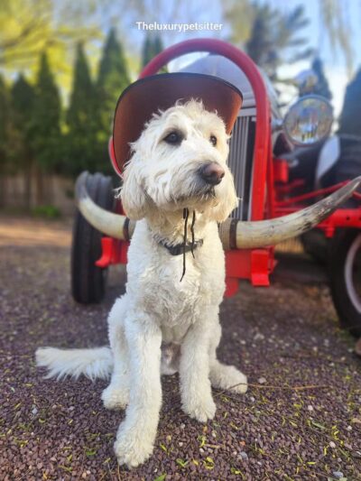 Noelle's Petsitting and Dog Boarding Service - ,