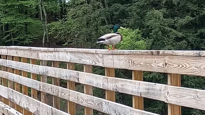 Kennebec Valley Trail Head - Norridgewock, ME