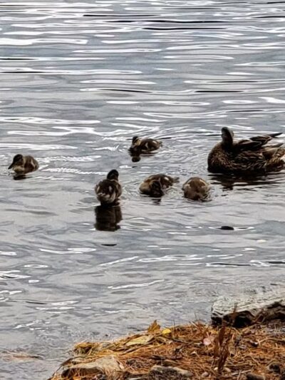 Oosoola Park Public Boat Launch - Norridgewock, ME