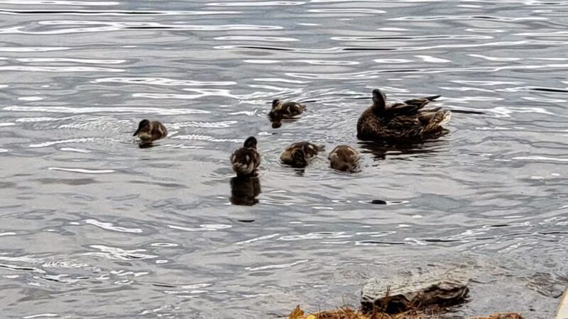 Oosoola Park Public Boat Launch - Norridgewock, ME