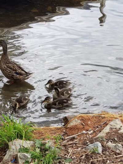 Oosoola Park Public Boat Launch - Norridgewock, ME