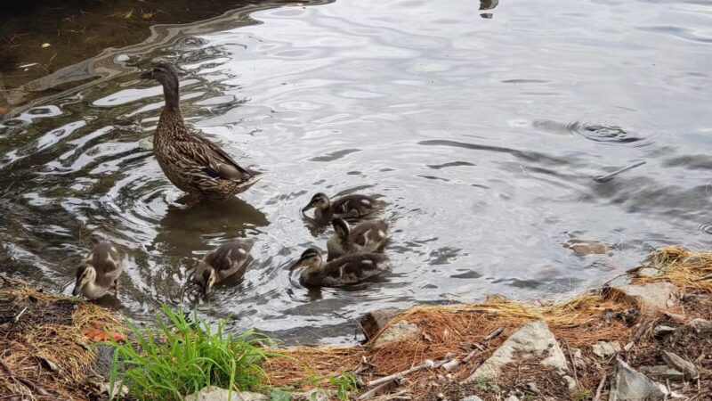 Oosoola Park Public Boat Launch - Norridgewock, ME