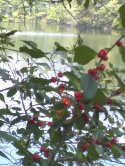 Bruce Abbott Memorial Park - North Berwick, ME
