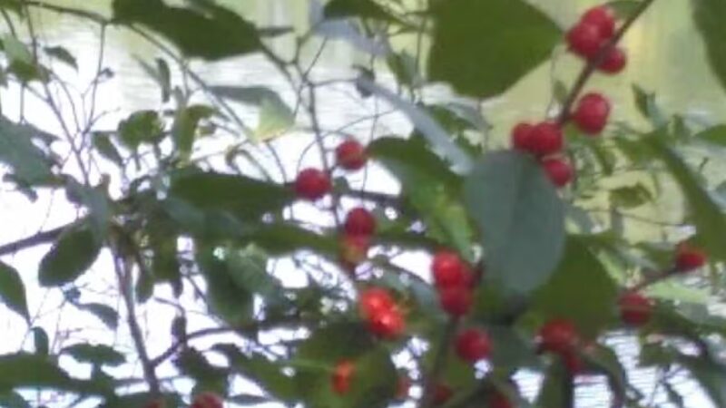 Bruce Abbott Memorial Park - North Berwick, ME