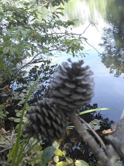 Bruce Abbott Memorial Park - North Berwick, ME