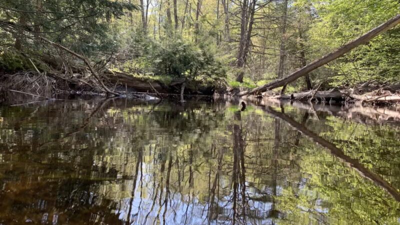 Negutaquet Conservation Area - North Berwick, ME