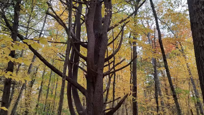 Negutaquet Conservation Area - North Berwick, ME