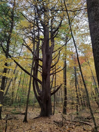 Negutaquet Conservation Area - North Berwick, ME