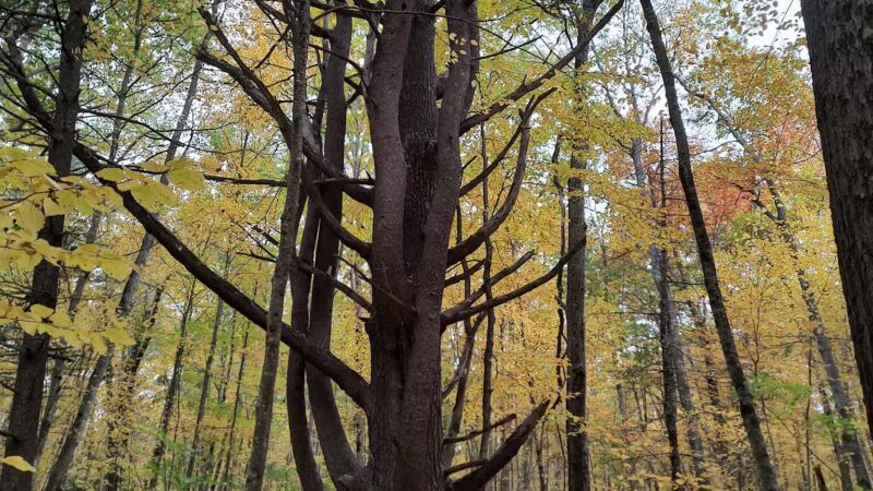 Negutaquet Conservation Area - North Berwick, ME