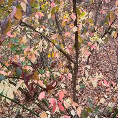 North Farms Park - North Branford, CT