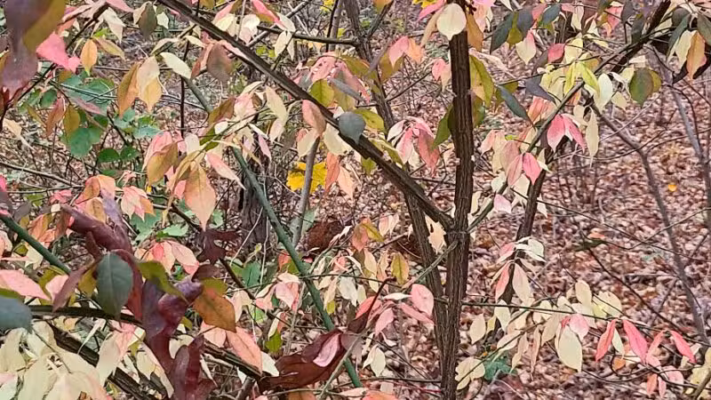 North Farms Park - North Branford, CT
