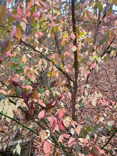 North Farms Park - North Branford, CT