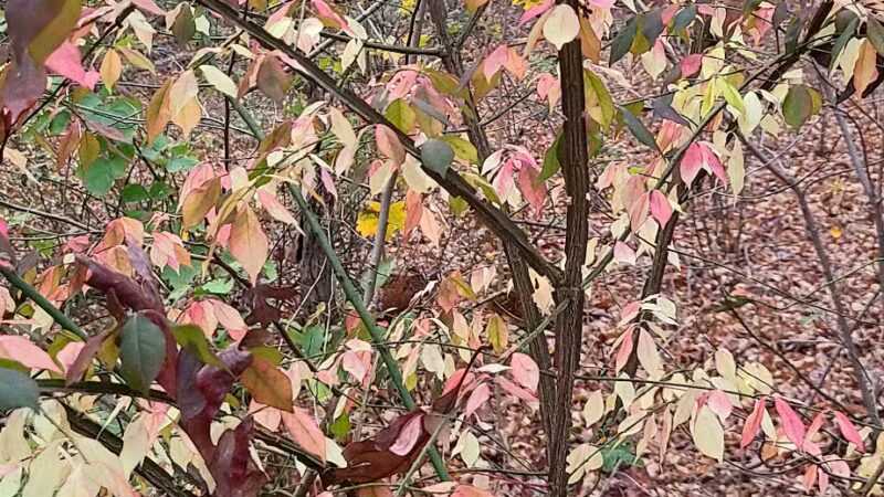 North Farms Park - North Branford, CT