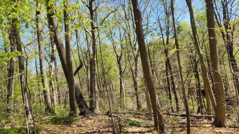 Parking Lot - North Farms Park - North Branford, CT