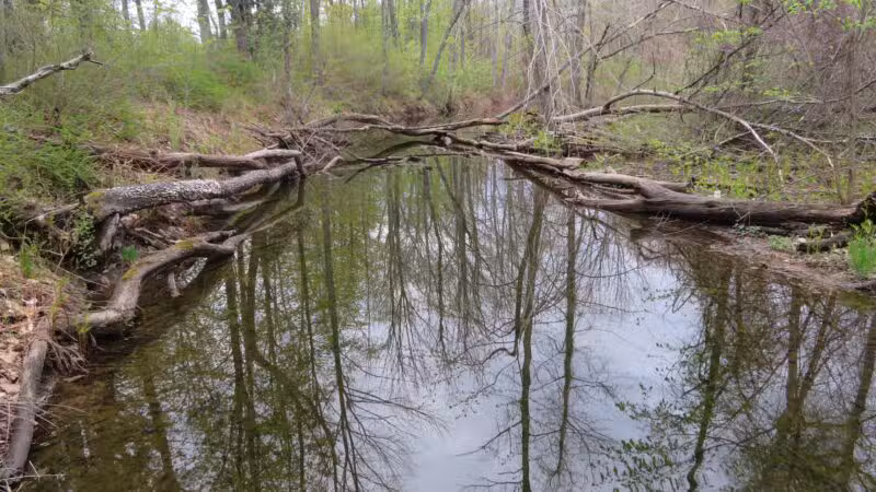ESI River Walk Trail - North Conway, NH