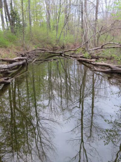 ESI River Walk Trail - North Conway, NH