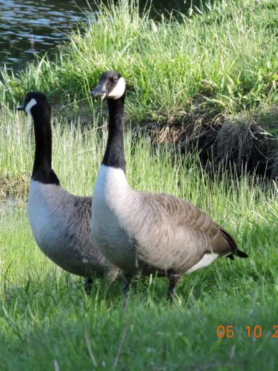 Chapman-Sinoway - North Haven, CT