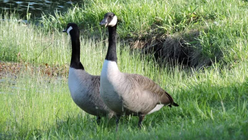 Chapman-Sinoway - North Haven, CT