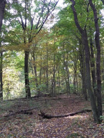 Chapman-Sinoway - North Haven, CT