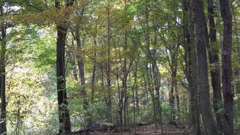 Chapman-Sinoway - North Haven, CT